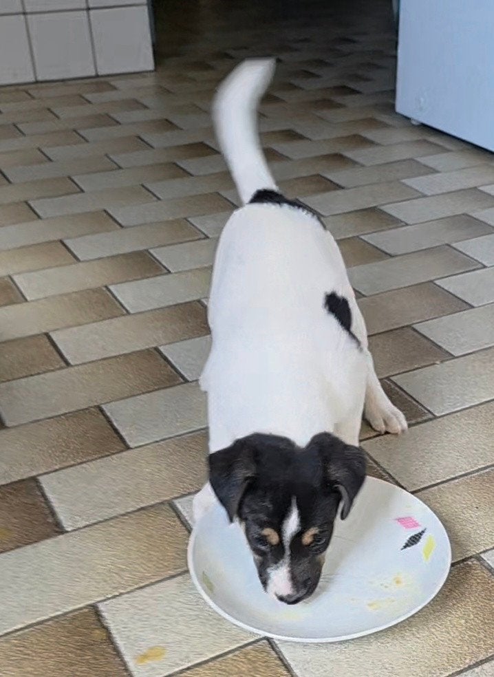 prachtige Boerenfox pup reutje driekleur, Reu, CDV (hondenziekte), 8 tot 15 weken, Eén hond