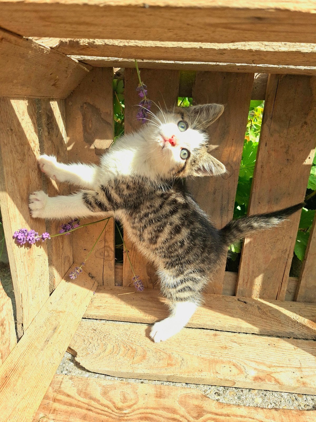 Lieve boerderijkitten te koop!, Dieren en Toebehoren, Meerdere dieren, Kortharig, 0 tot 2 jaar