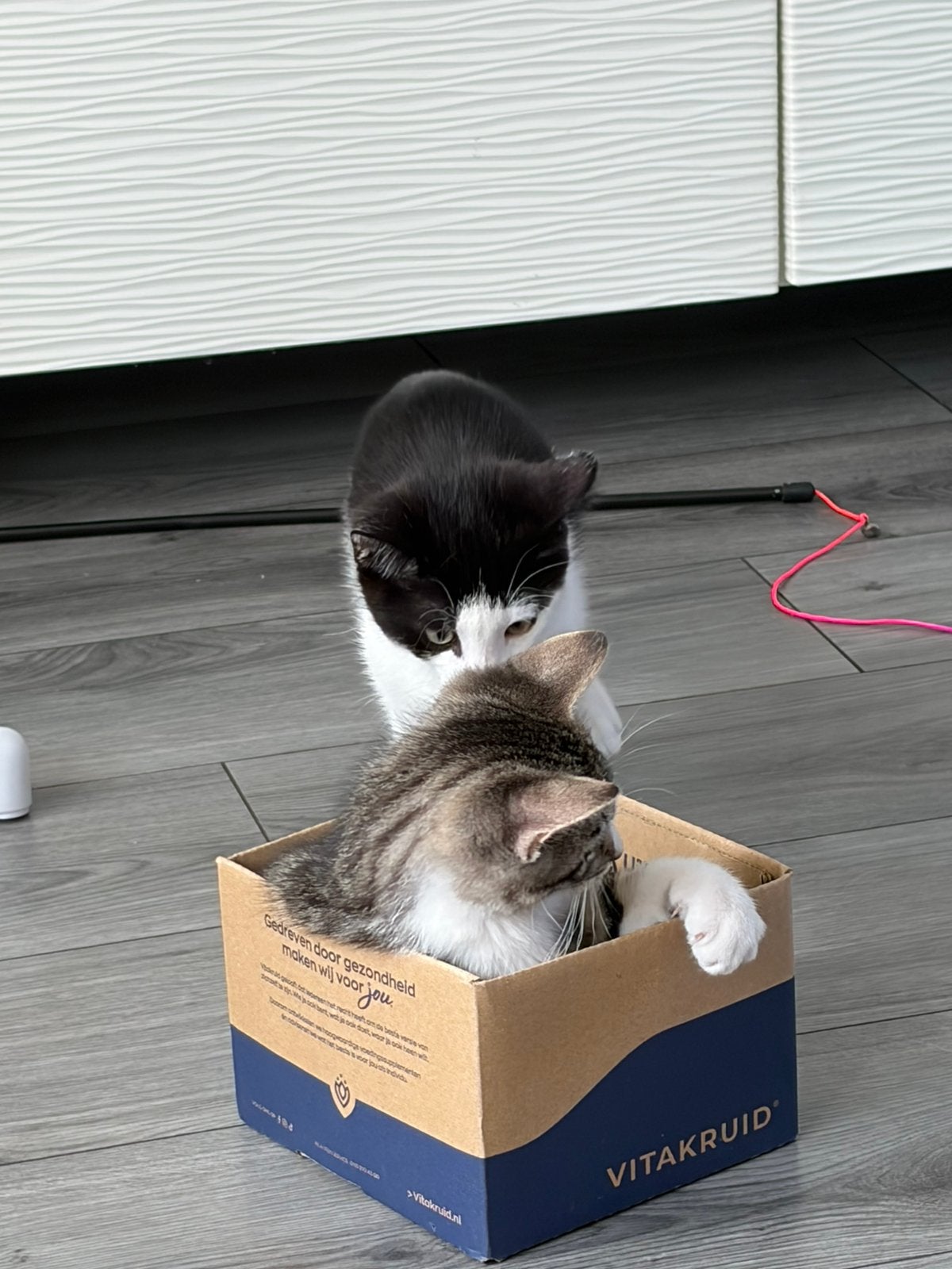Mooie 2 kittens te koop moet met spoed weg ‼️‼️, Meerdere dieren, 0 tot 2 jaar