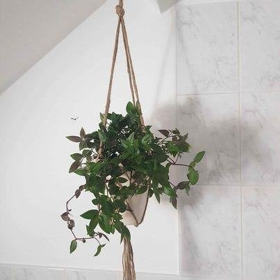 macrame hangers met pot en hangplanten, Huis en Inrichting, Ophalen of Verzenden, In pot, Halfschaduw, Minder dan 100 cm