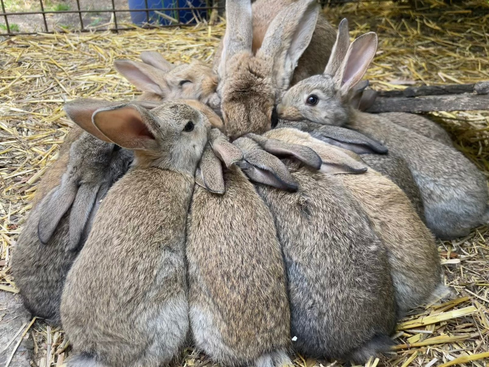 🐰✨ Super Lieve Konijntjes Te Koop ✨🐰, Dieren en Toebehoren, Konijnen, Meerdere dieren, Groot