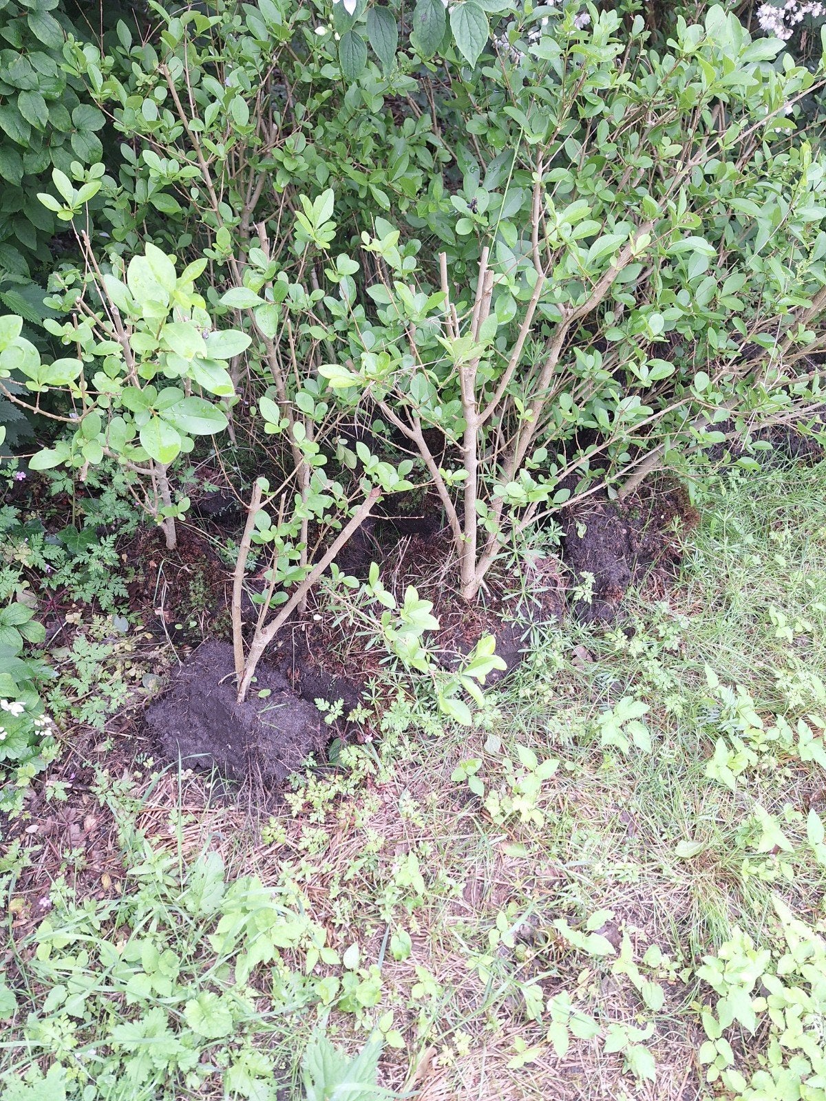 Liguster met dikke kluit, Tuin en Terras, Planten | Struiken en Hagen, Ophalen, Liguster, 100 tot 250 cm