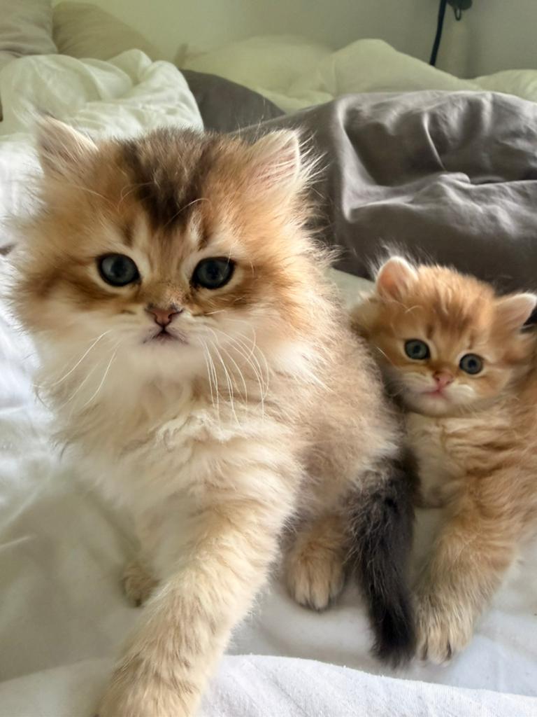 Prachtige Britse kittens te koop korthaar en langhaar, Dieren en Toebehoren, Poes, Gechipt, 0 tot 2 jaar