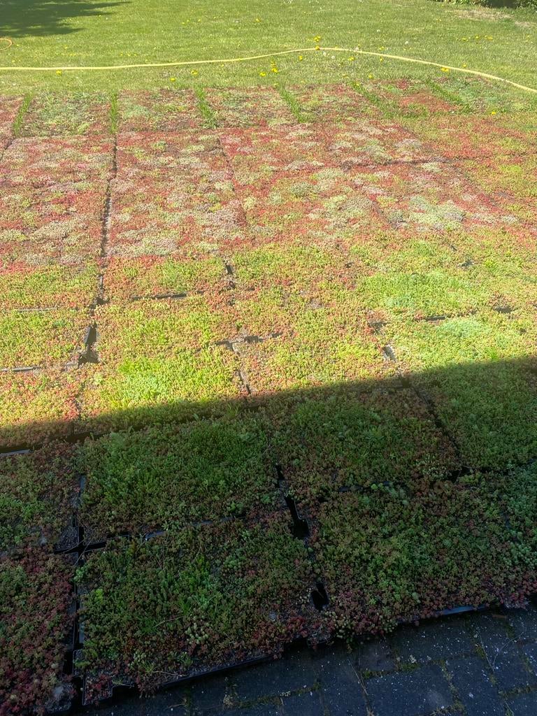 Sedum groendak matten pakket of cassettes - Cor Derksen, Tuin en Terras, Ophalen of Verzenden, Volle zon