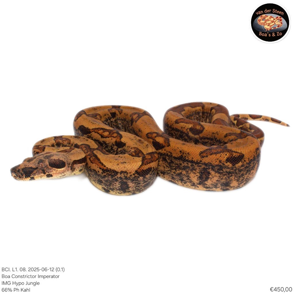 Boa Constrictor Imperator Litter 01 2025 Boa Constrictor photo 5
