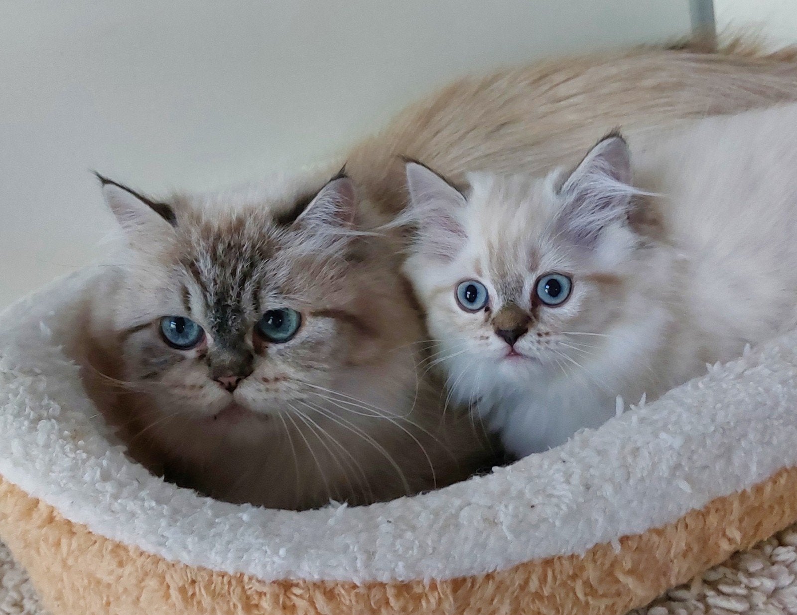 Beschikbaar een perz seal tabby point katertje., Dieren en Toebehoren, Katten en Kittens | Raskatten | Korthaar, Kater, Gechipt