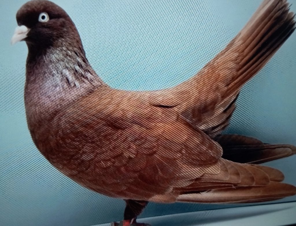 Gevraagd een oosterse roller doffer recessief rood, Mannelijk, Tuimelaar of Roller