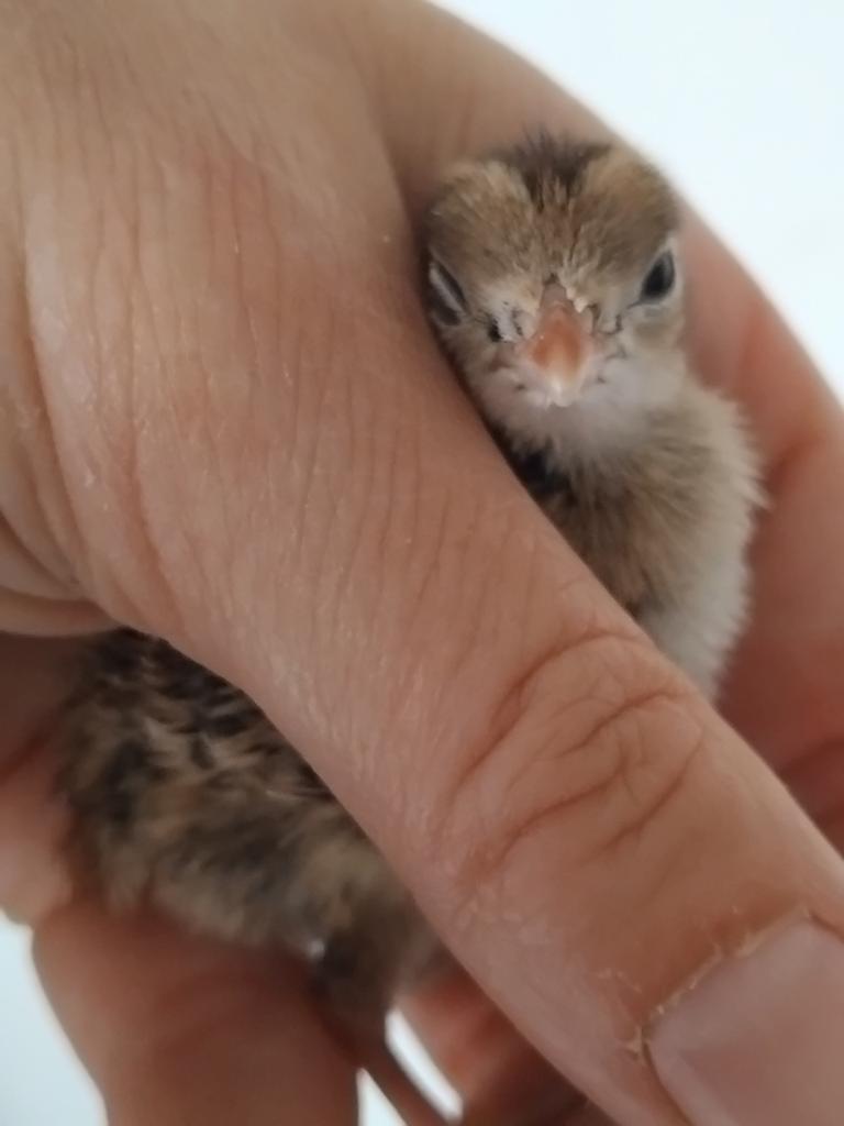 Californische kuifkwartel kuikens, Dieren en Toebehoren, Pluimvee, Geslacht onbekend, Overige soorten