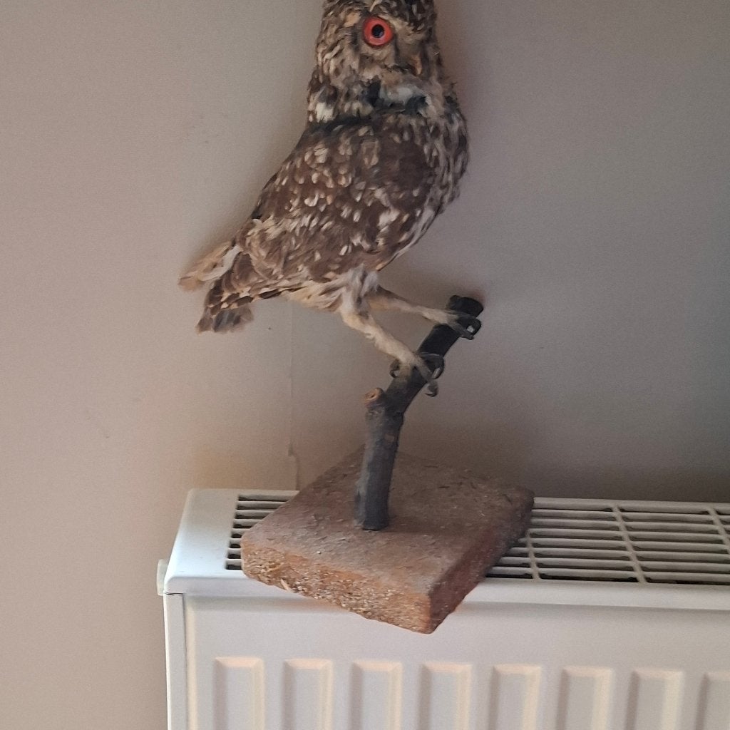 Opgezette steenuil, Verzenden, Zo goed als nieuw, Vogel, Opgezet dier