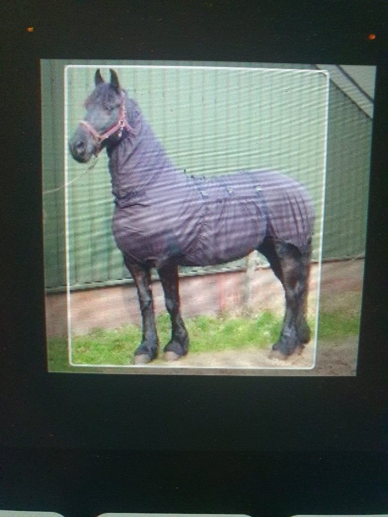Itch Off Eczeemdeken, Dieren en Toebehoren, Overige merken, Extra Full (XL), Ophalen of Verzenden, Eczeemdeken