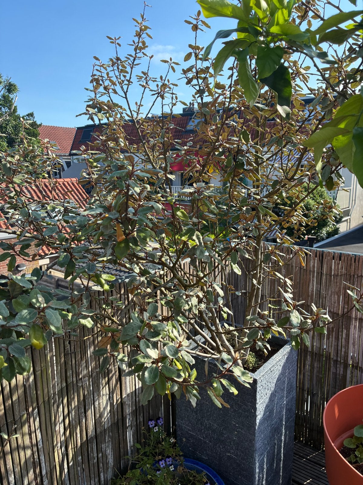 Groenblijvende Olijfwilg - 3 stuks (met/zonder pot), Volle zon, Vaste plant, Bloeit niet, Ophalen