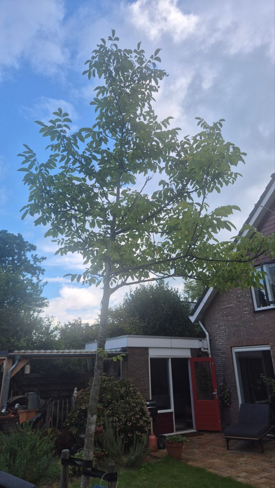 walnoot boom, Ophalen, Volle zon, Overige soorten