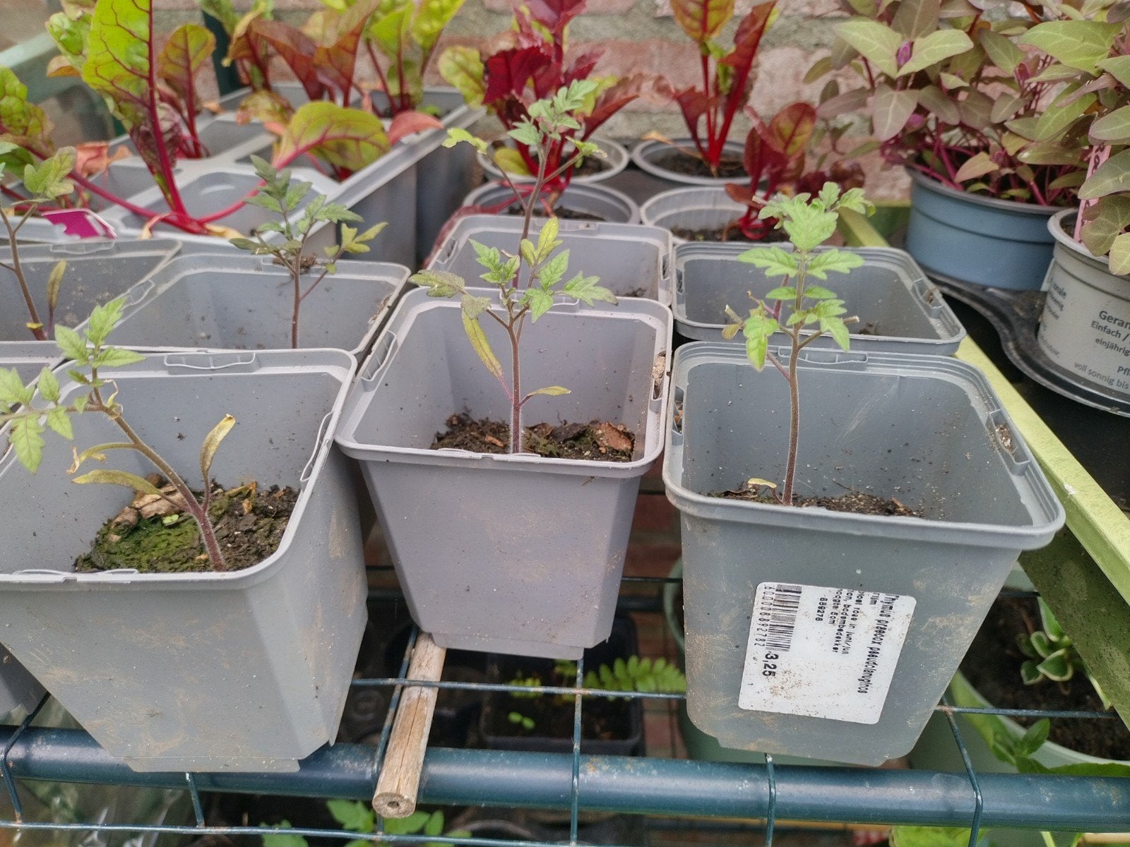 Honing tomaatjes, Ophalen, Rond, Minder dan 30 cm