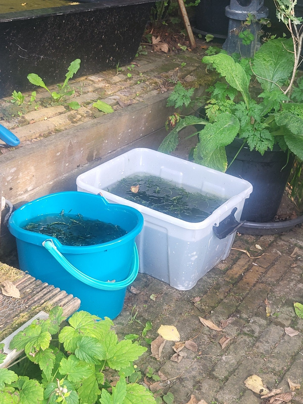 Hoornblad (zuurstofplant) voor vijver, Tuin en Terras, Vijvers, Ophalen, Nieuw