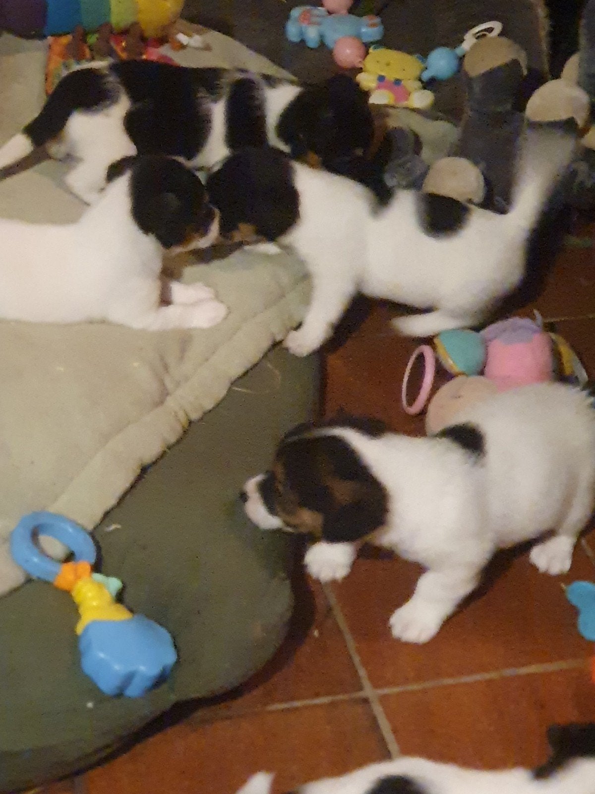 Raszuivere JACK Russelltjes driekleur laagb. Ruw+ brokencoat, Parvo, Jack Russell Terriër, 8 tot 15 weken, Meerdere