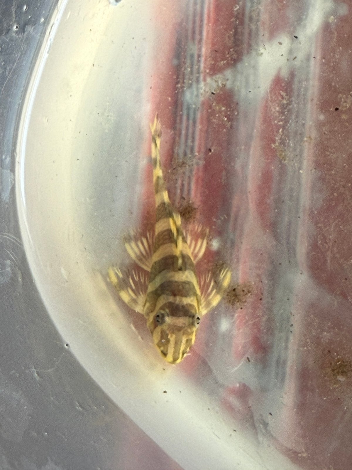 L134 peckoltia compta f1, Dieren en Toebehoren, Vissen | Aquariumvissen, Vis