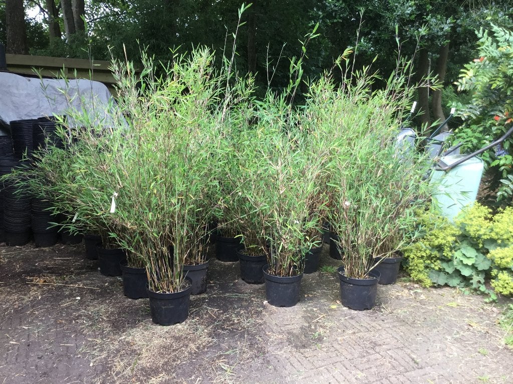 Niet woekerende bamboe, Fargesia Yulongshanensis!!!, Tuin en Terras, Vaste plant, Bloeit niet, Halfschaduw, Ophalen