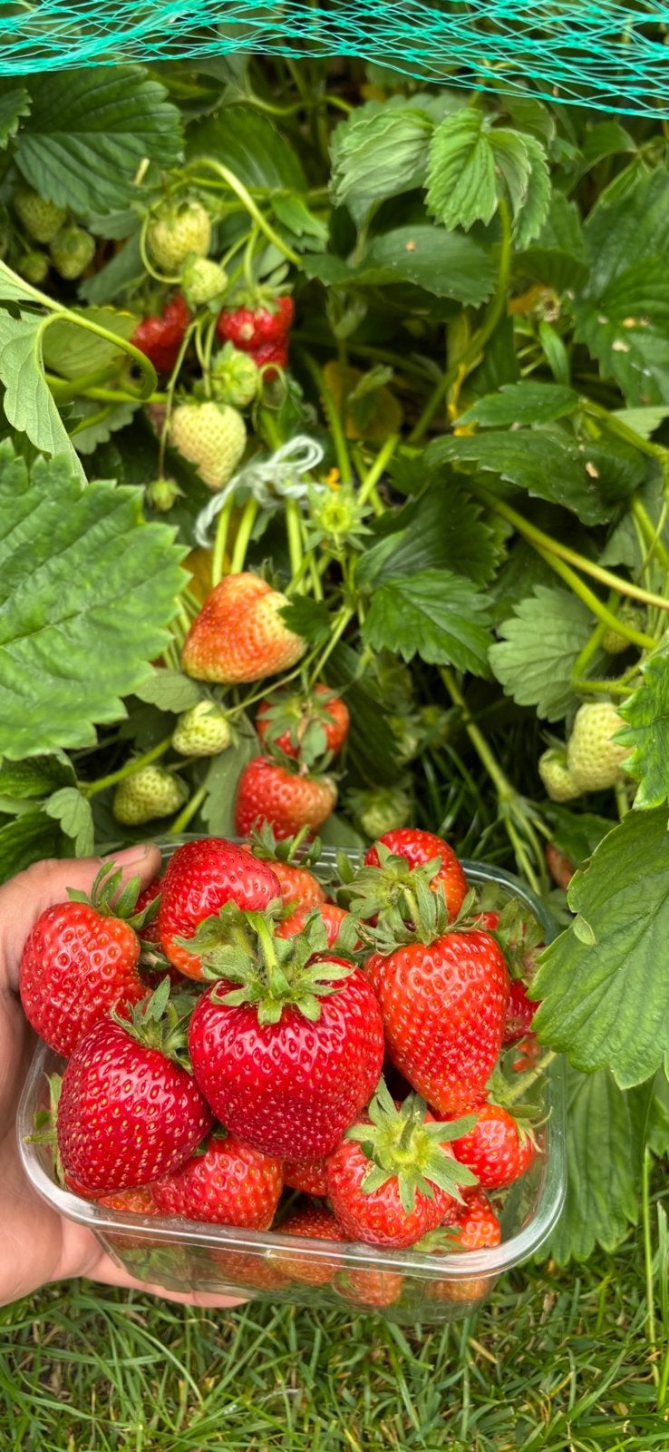 Aardbeienplantjes te koop!, Tuin en Terras, Ophalen, Volle zon