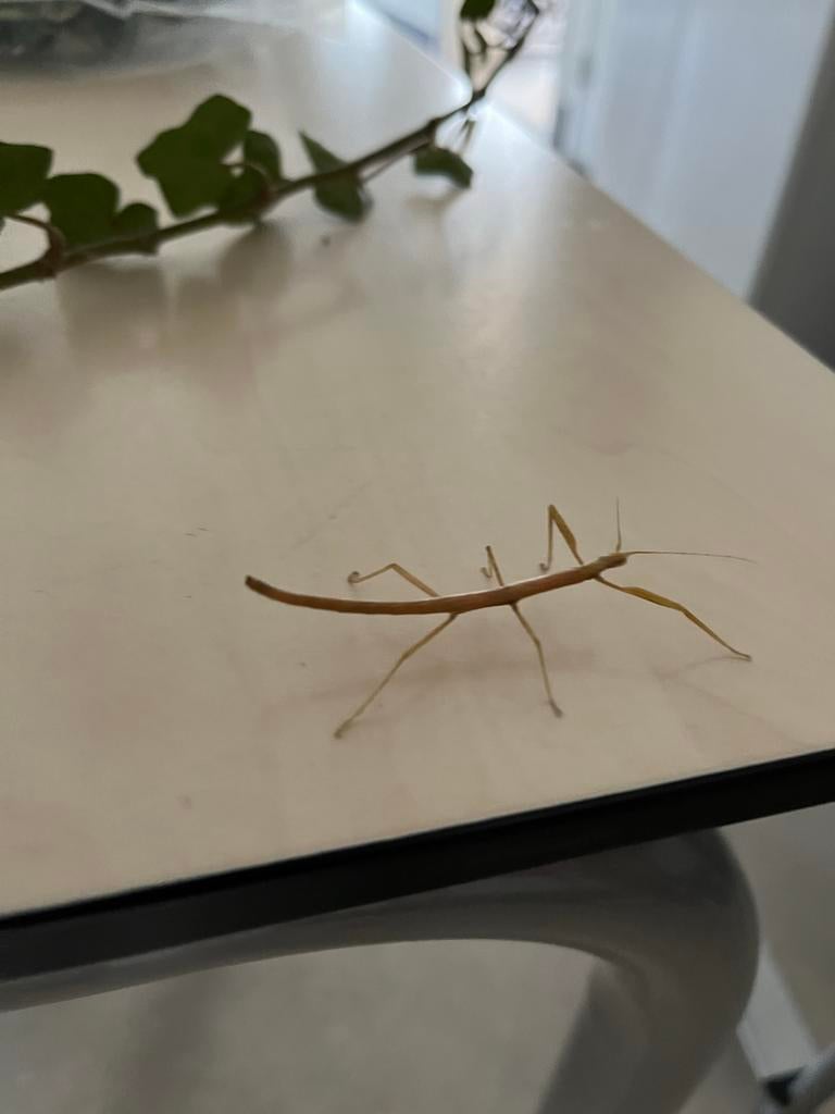 Wandelende takken voor Kika, Dieren en Toebehoren, Insecten en Spinnen, Wandelende tak