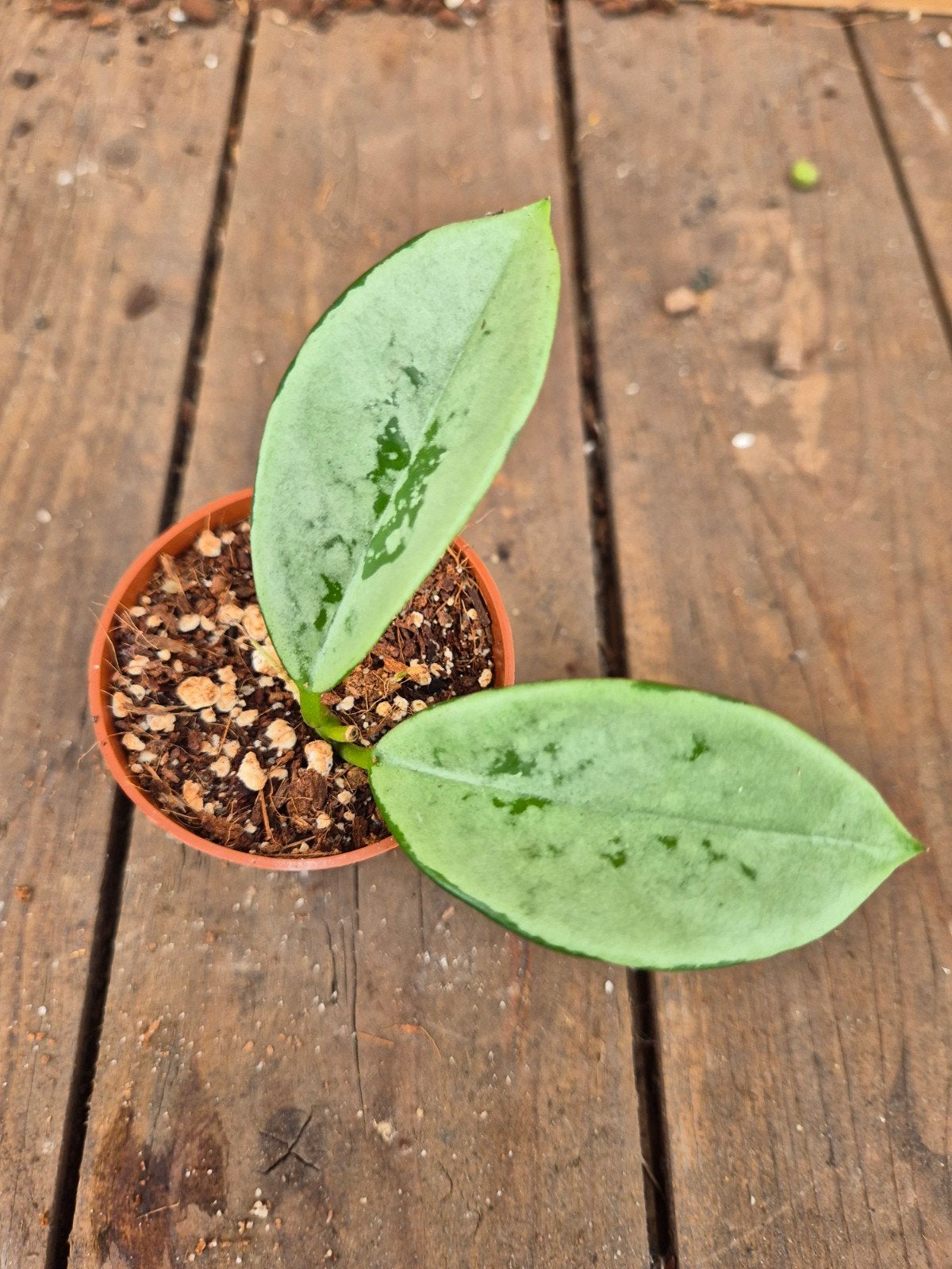 Hoya AH 074 Silver p6 (2), Huis en Inrichting, Ophalen of Verzenden, Halfschaduw, Minder dan 100 cm