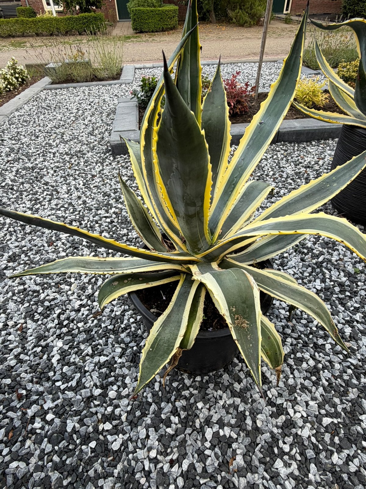 Bonte Agaves, Tuin en Terras, Volle zon, Vaste plant, Bloeit niet, Ophalen