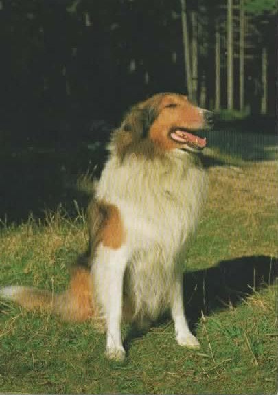 Hond, Verzenden, 1980 tot heden, Ongelopen, Hond of Kat
