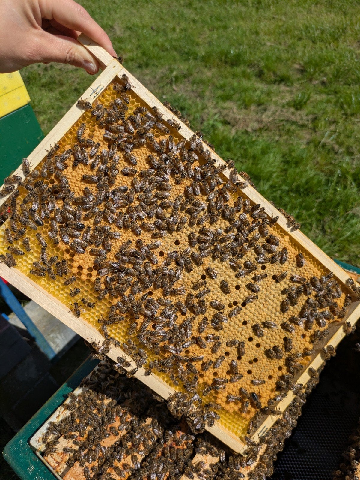 Carnica bijenvolken met jonge F2 moer uit '26, Dieren en Toebehoren, Insecten en Spinnen, Bijen