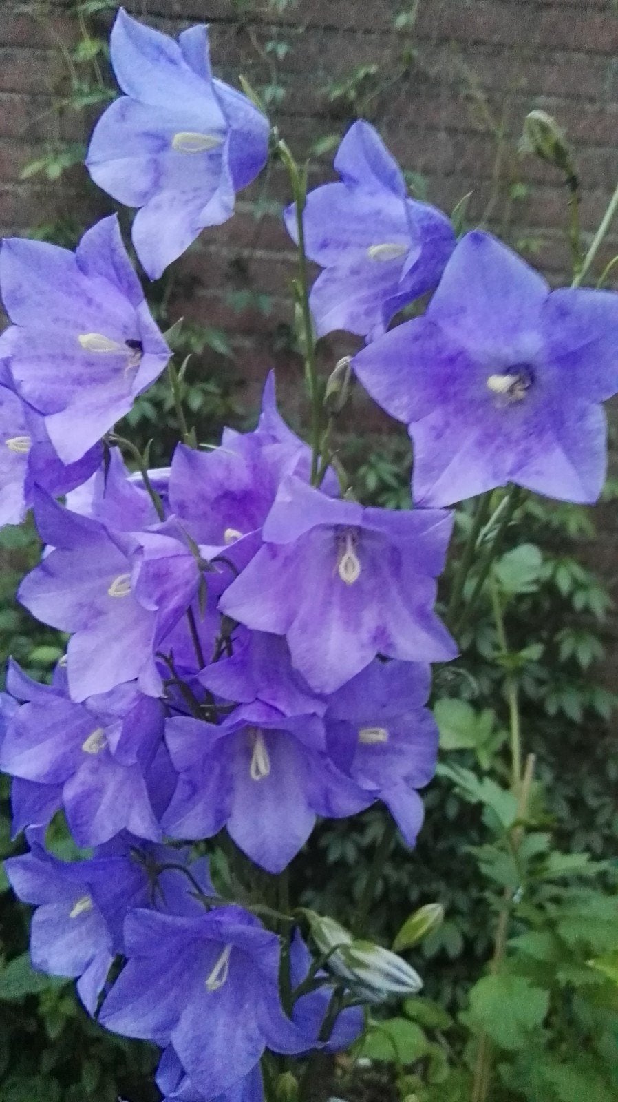 Campanula Paars, Prachtklokje zaden, Tuin en Terras, Verzenden, Volle zon