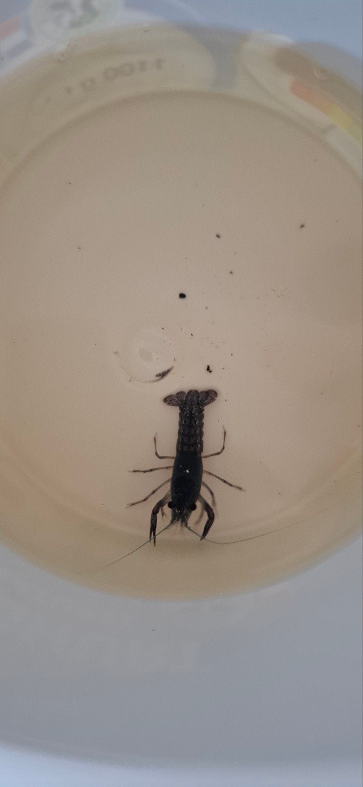 Blauwe florida kreeft Baby's, Dieren en Toebehoren