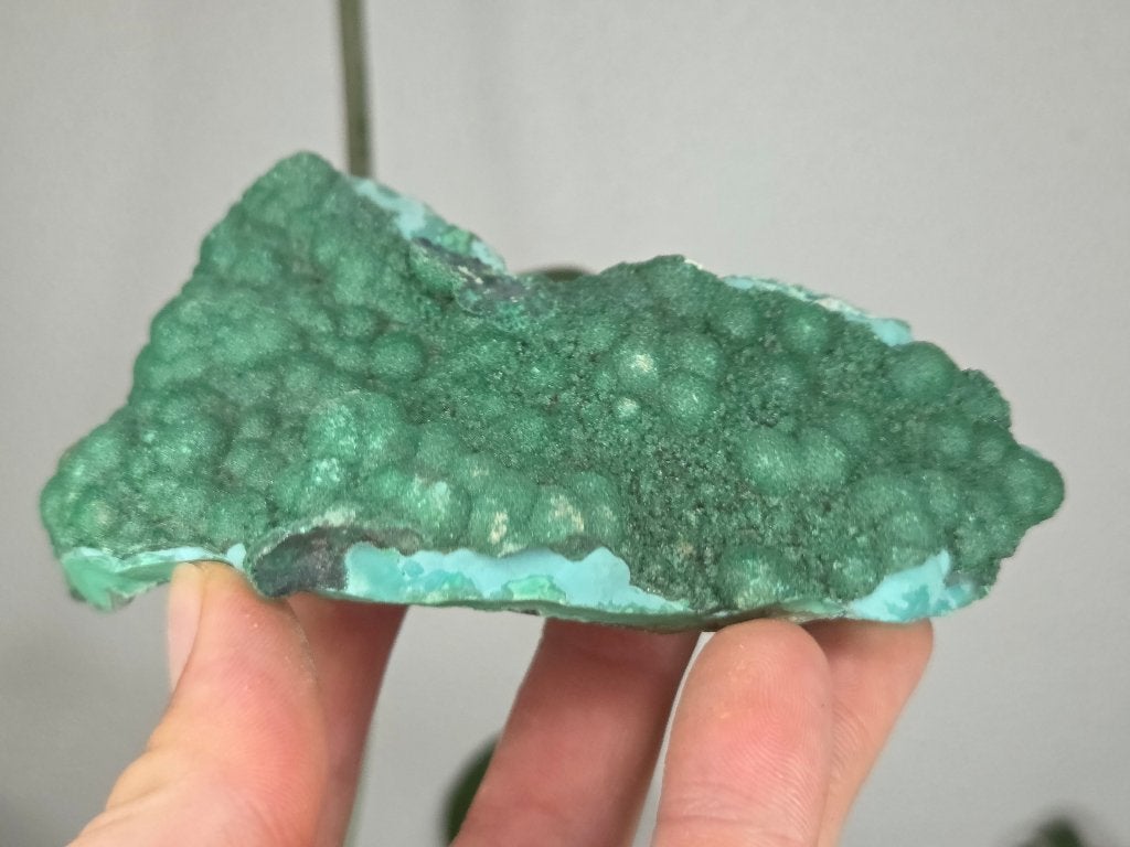 Malachiet met Chrysocolla Congo, Ophalen of Verzenden, Mineraal