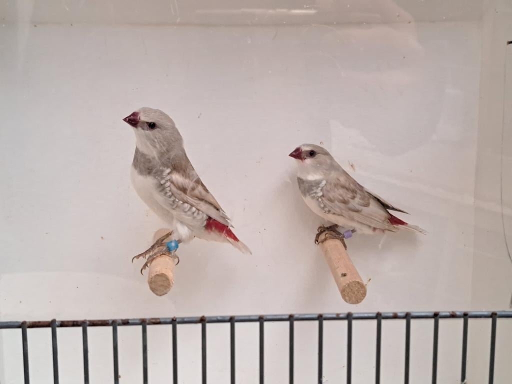2 diamantvink mannen., Dieren en Toebehoren, Mannelijk, Tropenvogel