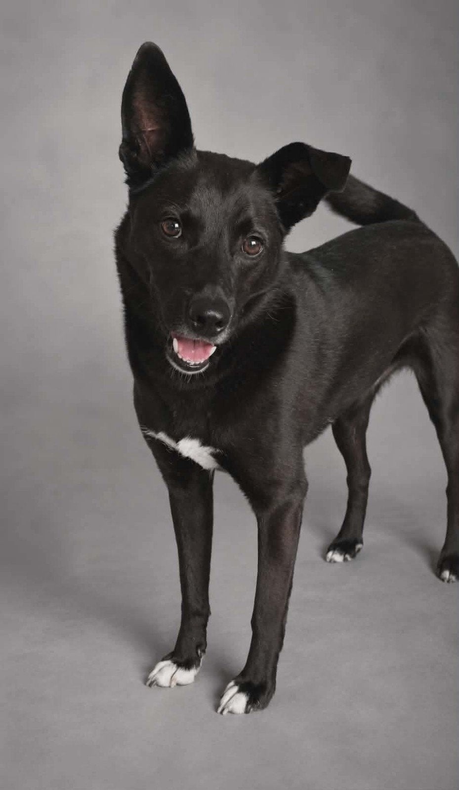 Lieve jongen zoekt huis., Dieren en Toebehoren, Reu, Parvo, Eén hond, Nederland