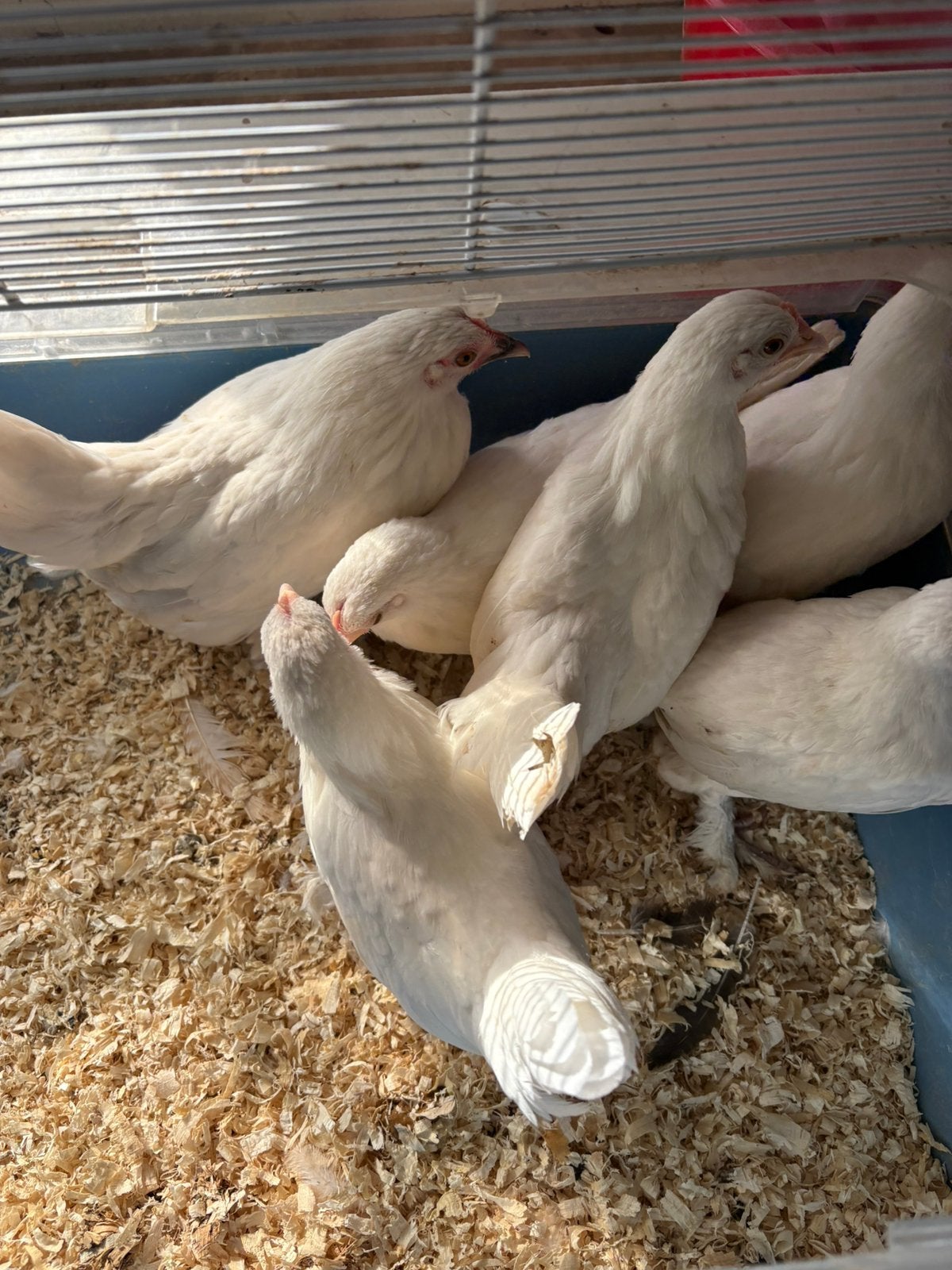 Sabelpoot kriel, Dieren en Toebehoren, Vrouwelijk, Kip
