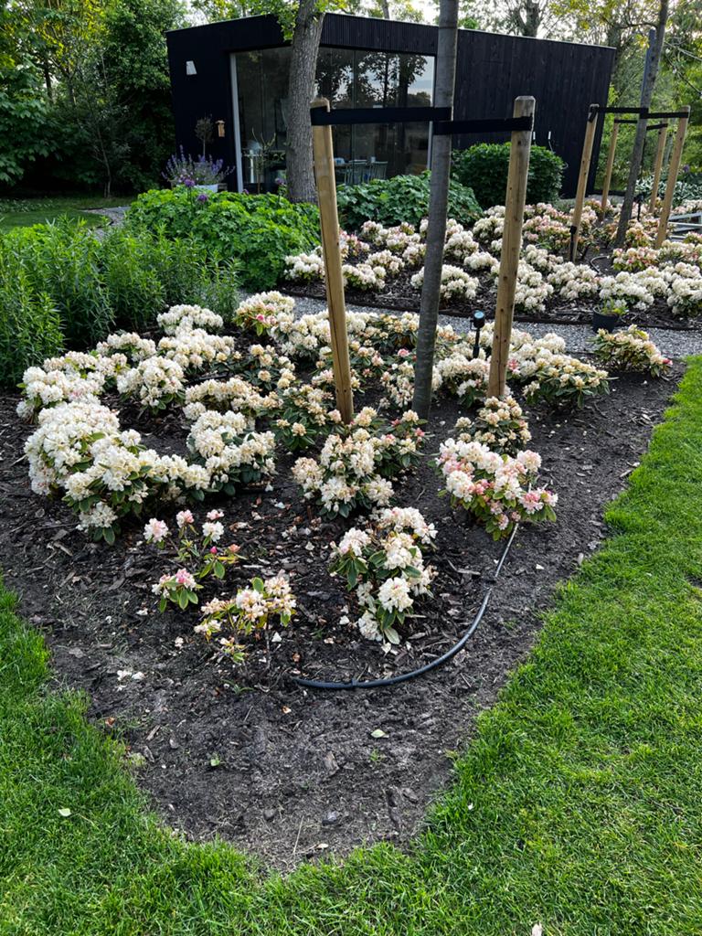 Rhododendron Golden Torch - rijkbloeiende heester, Vaste plant, Halfschaduw, Lente, Ophalen