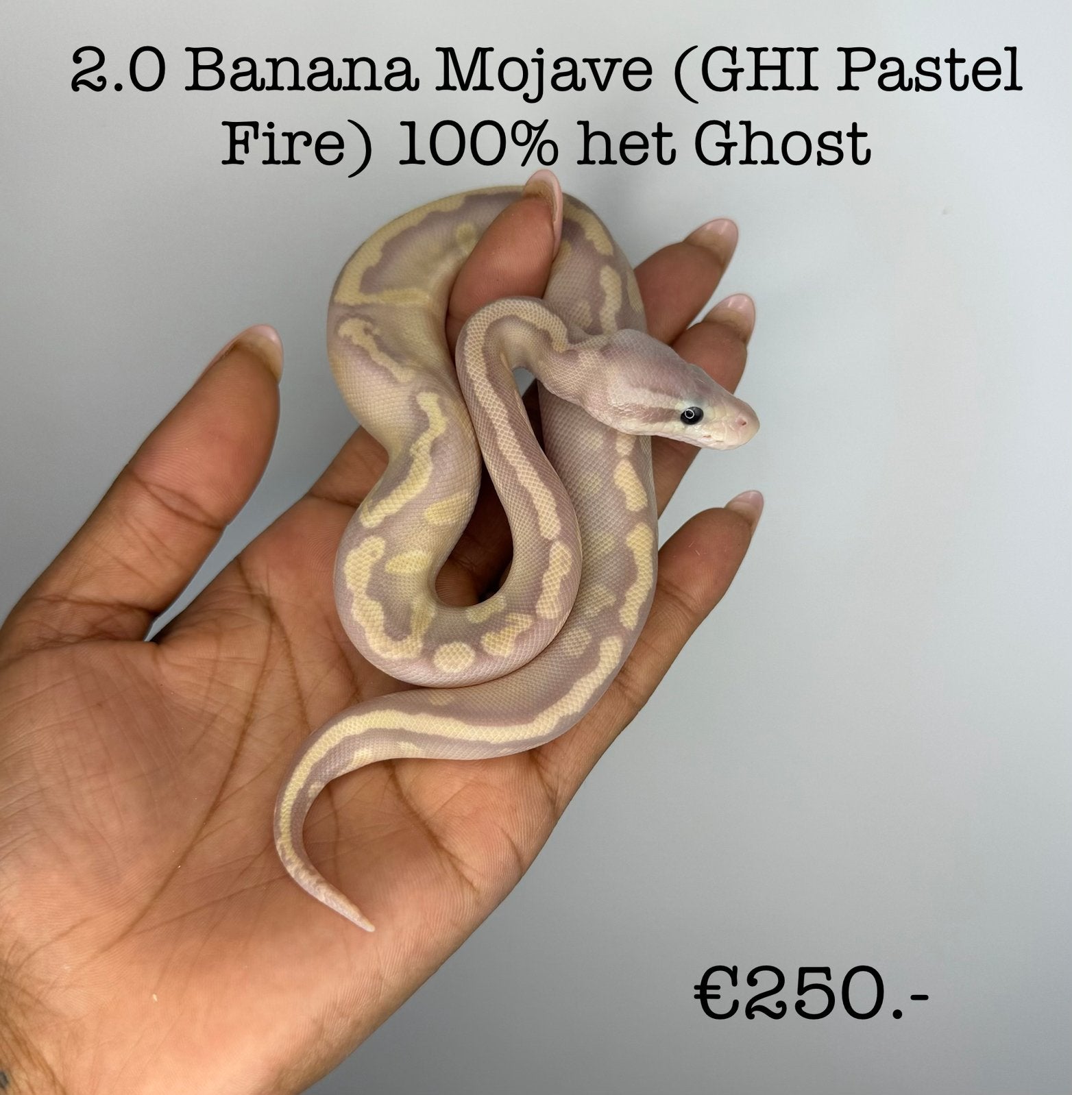 2.0 Banana Mojave (GHI Pastel Fire) 100% het ghost NK26, Dieren en Toebehoren, Reptielen en Amfibieën, Slang, 0 tot 2 jaar