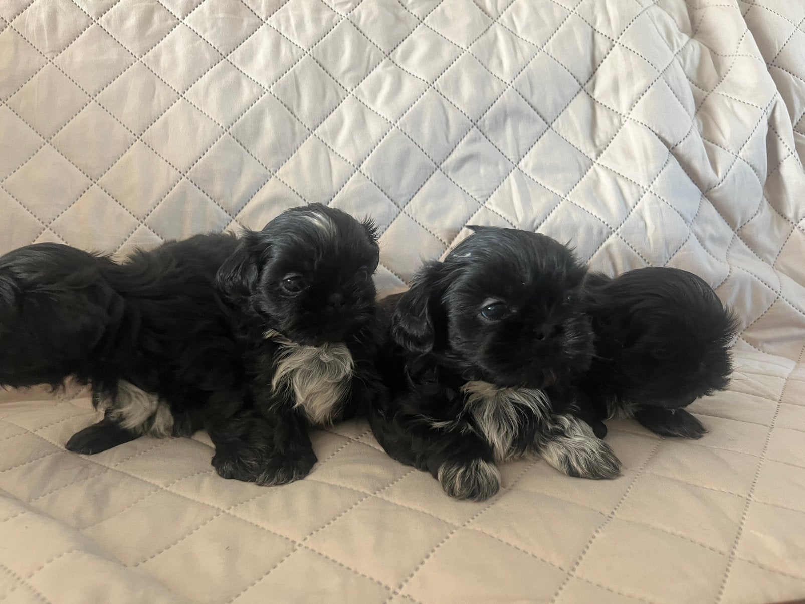 Shih tzu pups, Overige rassen, Meerdere, Meerdere dieren, Nederland