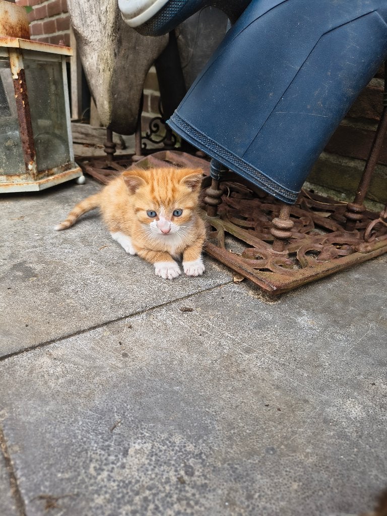 kittens, Meerdere dieren, Ontwormd, 0 tot 2 jaar
