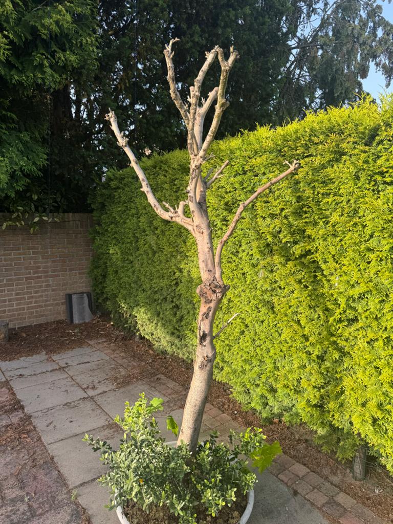 Bonsai gratis afhalen, Bloeit niet, Overige soorten, 250 tot 400 cm, Ophalen