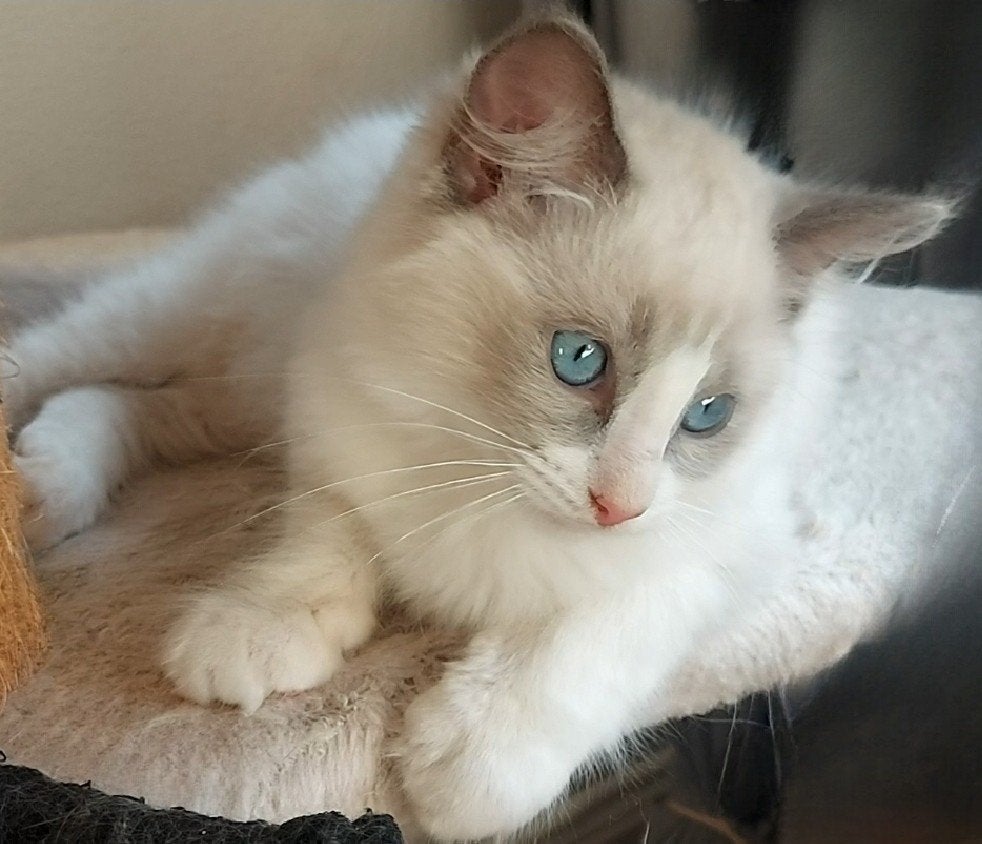 Ragdoll kittens 💗💙, Meerdere dieren, Met stamboom, 0 tot 2 jaar
