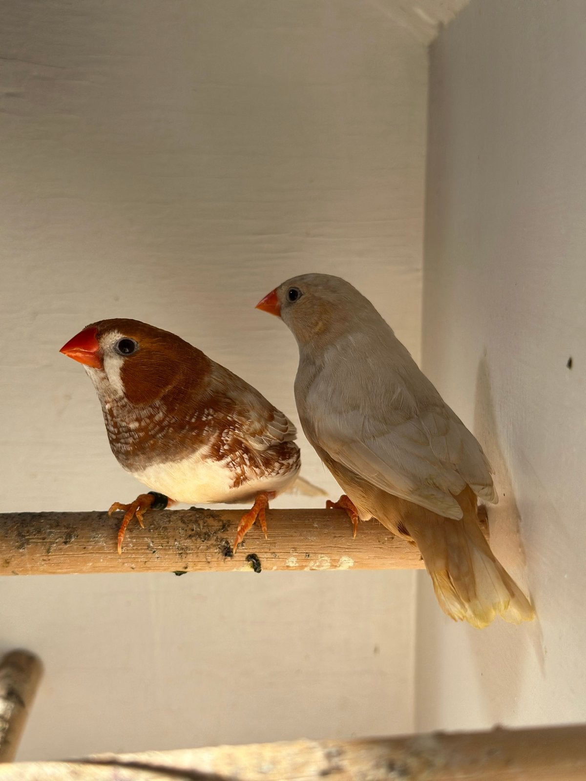 Drie koppel Isabel zebravink, Dieren en Toebehoren, Vogels | Overige Vogels