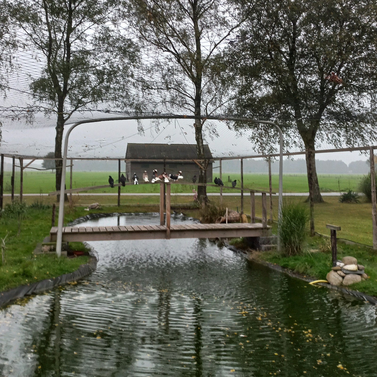 mooie sierduiven., Dieren en Toebehoren, Meerdere dieren, Overige soorten