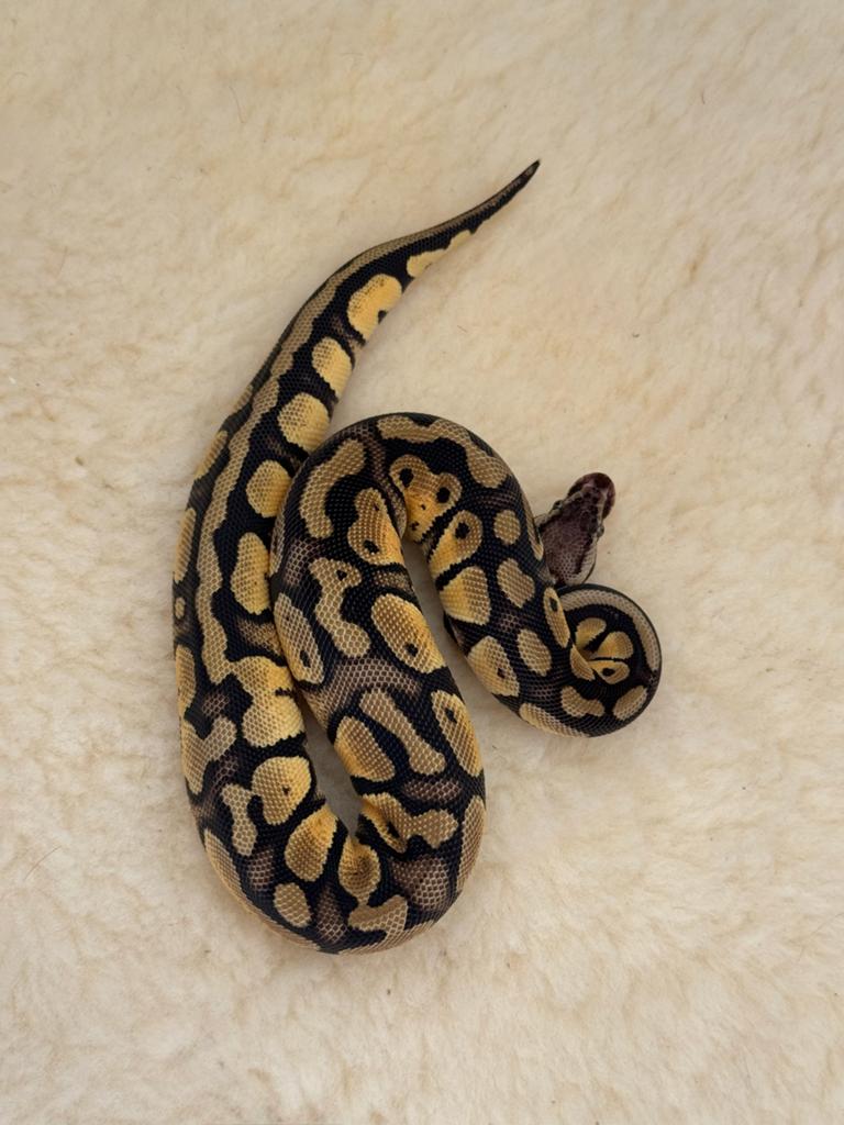 Ball Python 0.1 Stranger Pastel dh Lavender Clown 2025 Ball Python - female for sale from Qmi