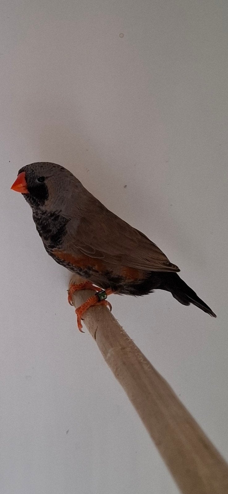 charcoal zebravink, Dieren en Toebehoren, Vogels | Overige Vogels, Mannelijk