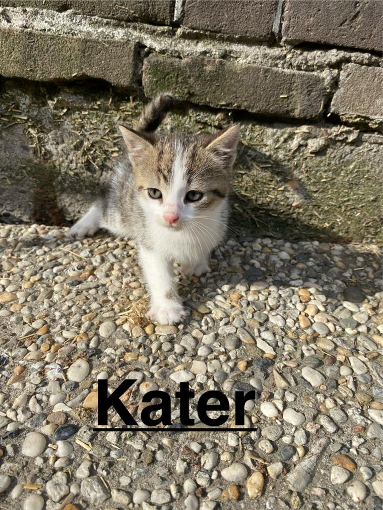 Boerderij kittens, Dieren en Toebehoren, Meerdere dieren, Kortharig, 0 tot 2 jaar