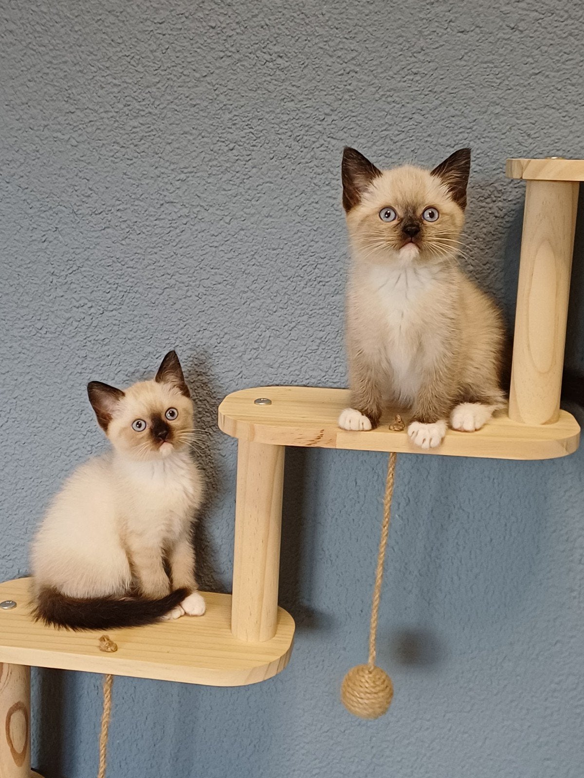 Prachtige Britse Korthaar x Ragdoll kittens beschikbaar, Kater, Gechipt, 0 tot 2 jaar