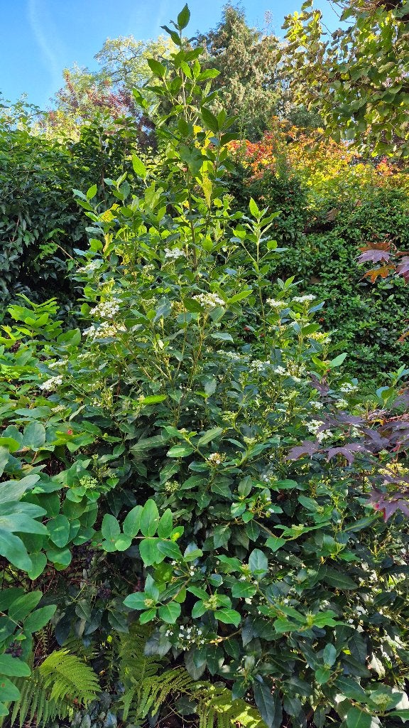 Sneeuwbal (Viburnum Tinus) - gratis afhalen, Ophalen, Overige soorten, Struik, 100 tot 250 cm