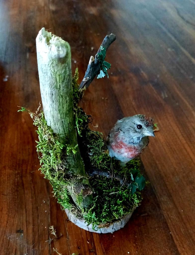 Mooi opgezette kneu,  taxidermie vintage. Voor de verzamelaa, Ophalen of Verzenden, Gebruikt