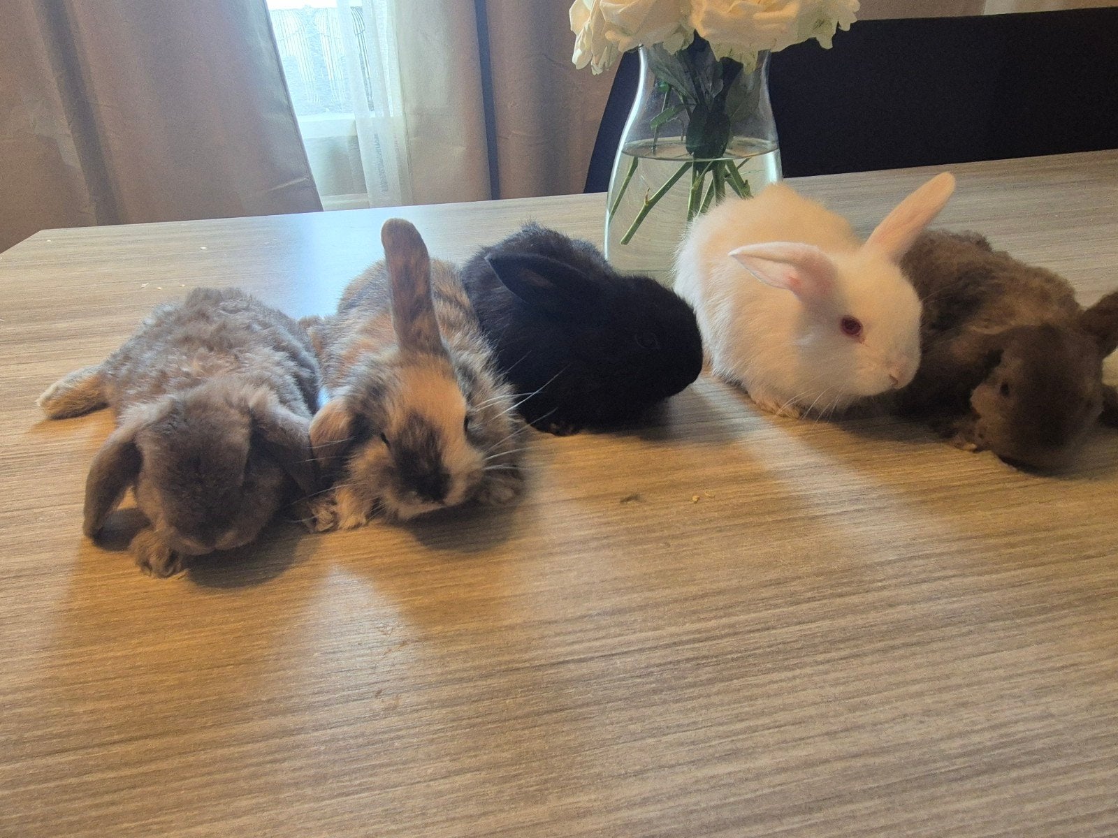 links zijn en 3 rammetjes en rechts zijn er 2 voedsters, Dieren en Toebehoren, Meerdere dieren, Hangoor, 0 tot 2 jaar