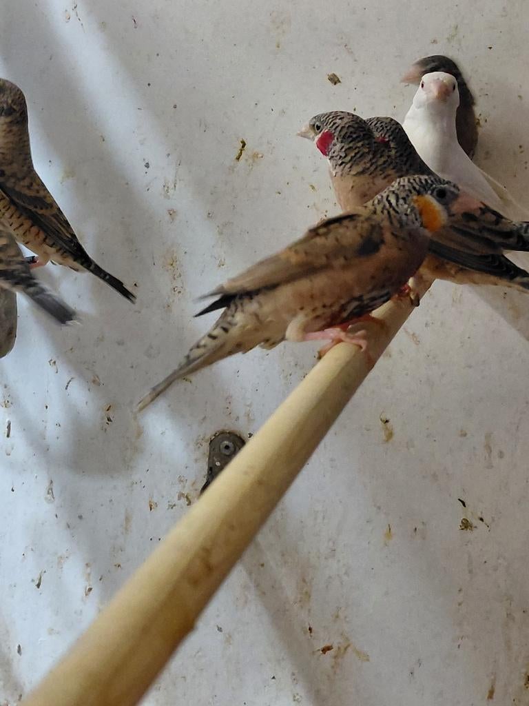 Bandvink l koppels l wildkleur x wit, Dieren en Toebehoren, Vogels | Overige Vogels, Meerdere dieren, Wildzangvogel, Geringd