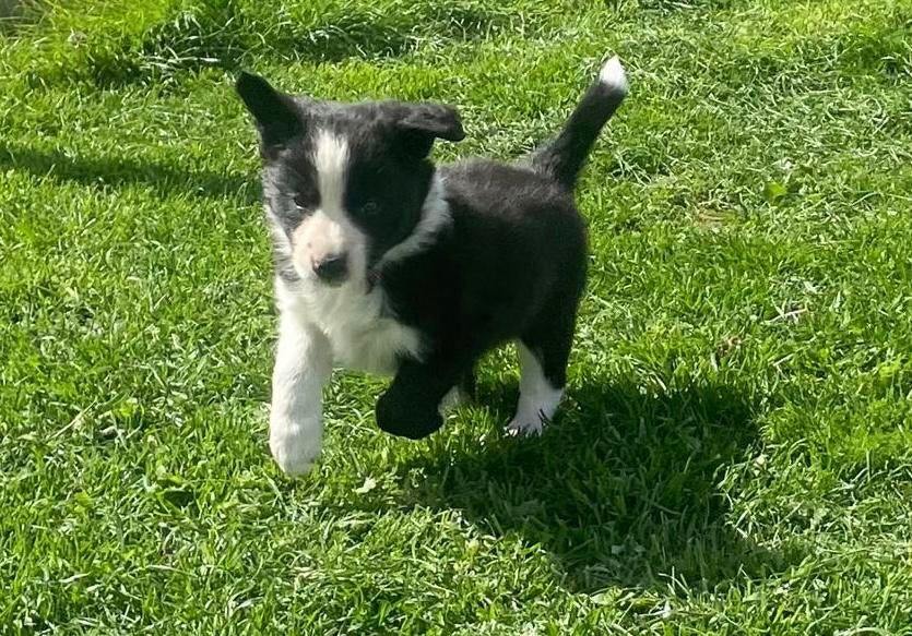 border collie pup Blacky MAG NEST VERLATEN, Dieren en Toebehoren, Parvo, 8 tot 15 weken, Meerdere, Meerdere dieren